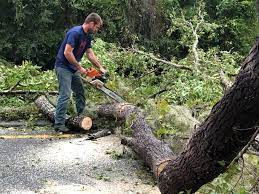 Best Fruit Tree Pruning  in Kiawah Island, SC