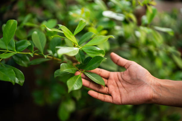 Best Tree Trimming and Pruning  in Kiawah Island, SC